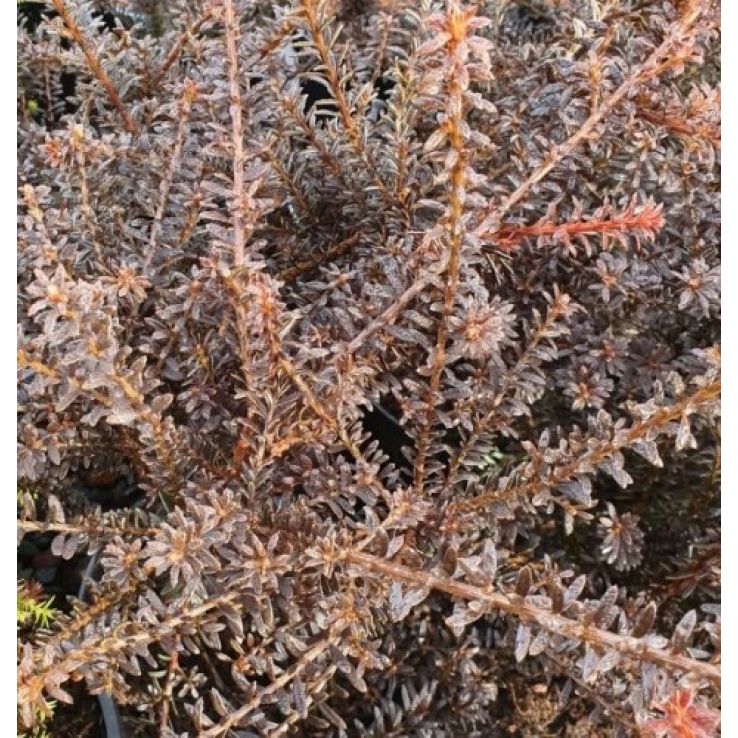 yellow thuja Yellow Ribbon Arborvitae