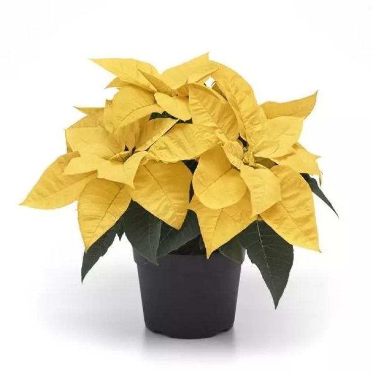 YELLOW Poinsettia - The Essential Christmas Plant in Yellow!