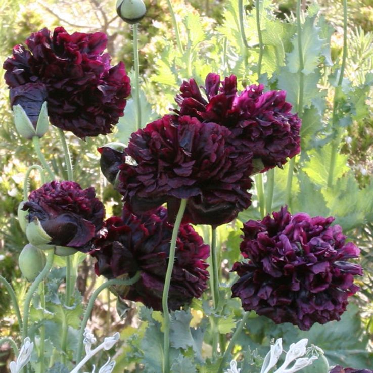 Poppy Plant 'Black Beauty' - Papaver somniferum var. paeoniiflorum - Peony Flowered Poppy main product photo