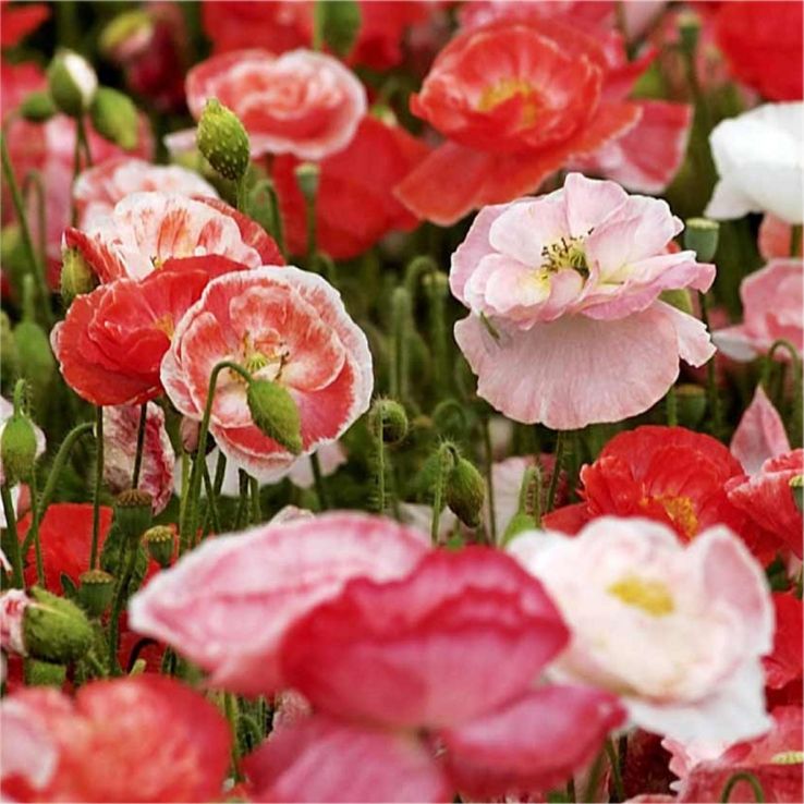 Poppy Plant 'Falling in Love' - Papaver rhoeas main product photo