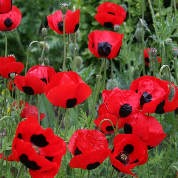 Poppy Plant 'Ladybird' - Papaver commutatum main product photo