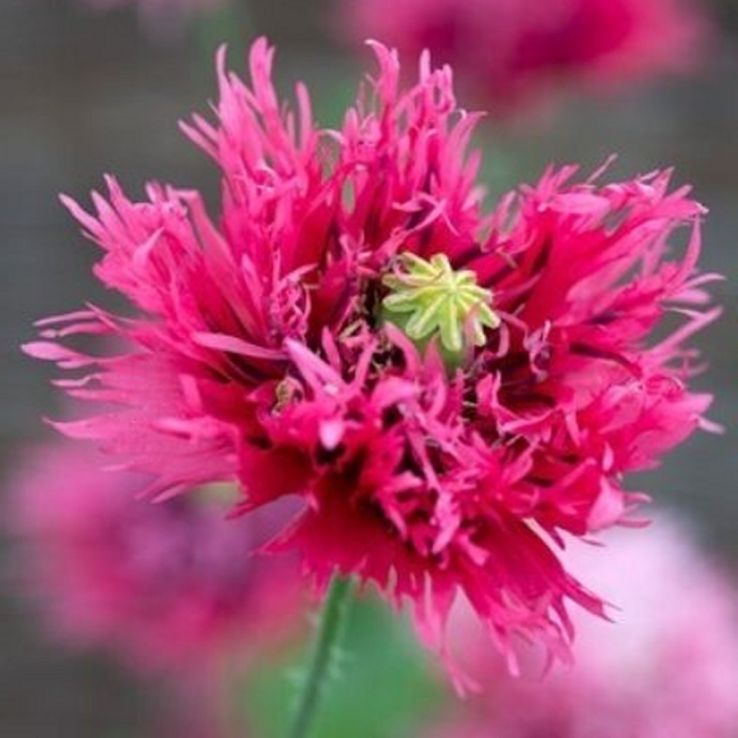 Poppy Plant 'Rose Feathers' - Papaver somniferum laciniatum main product photo