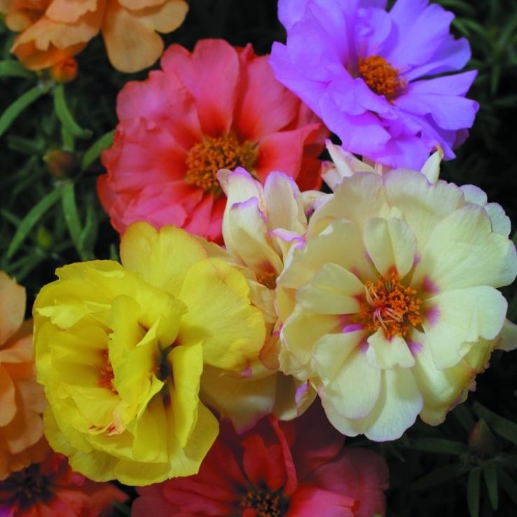 Portulaca Grandiflora Double Mixed main product photo