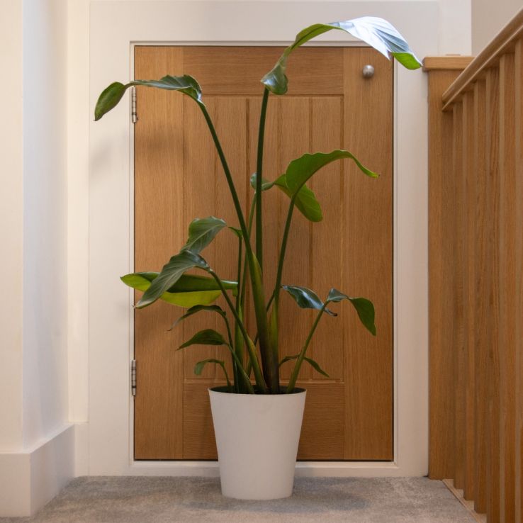 RARE - Strelitzia nicolai - White Bird of Paradise Plant 70-100cm tall main product photo