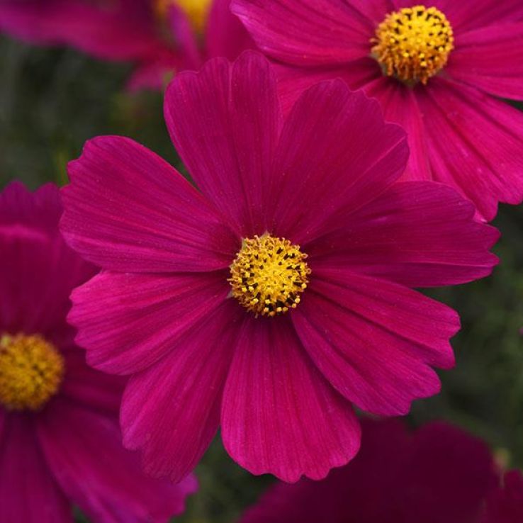 cosmo0121 carmine Cosmos Casanova Carmine - Garden Colour Daisy