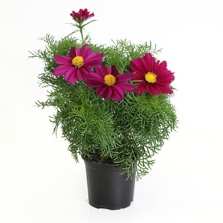 cosmo0121 carmine Cosmos Compact Apollo Bright Carmine (Maxi Plugs) | J Parker Dutch