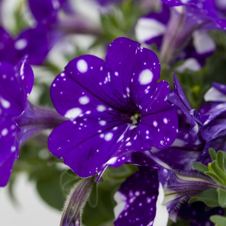Petunia Night Sky in Bud and Bloom main product photo