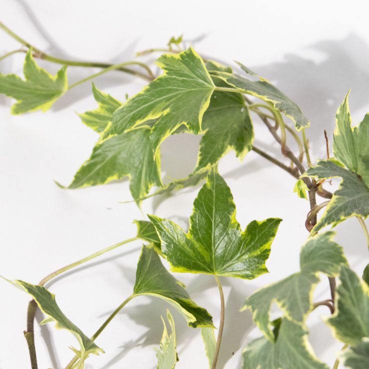Hedera helix Yellow Ripple