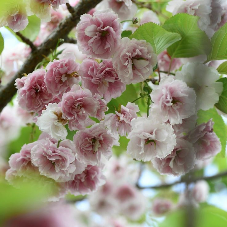 Prunus Shirofugen - Cherry Blossom Tree main product photo