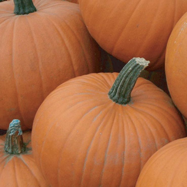 Pumpkin Plant 'Racer' main product photo