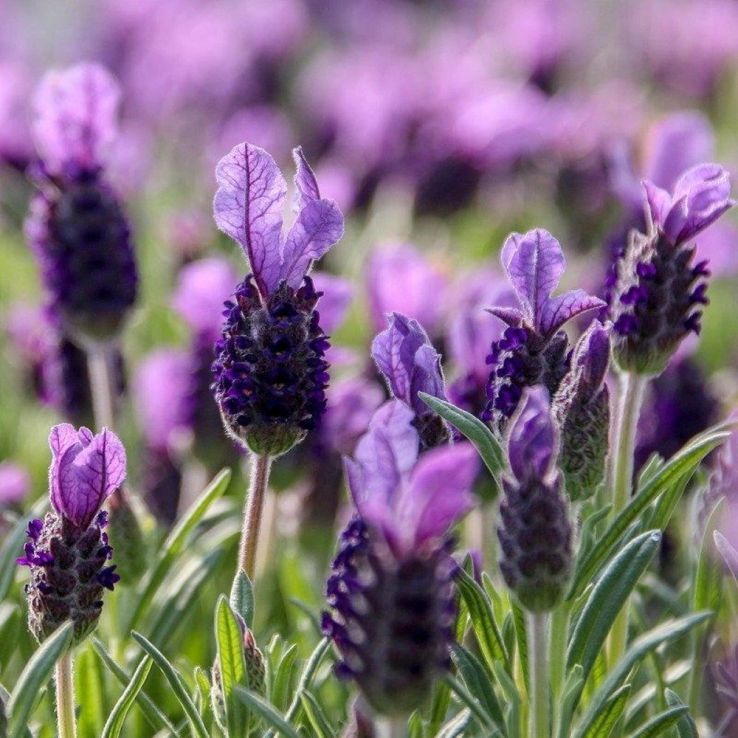 Lavender stoechas Purple Flag - French Lavender - Lavendula - In Bud & Bloom main product photo
