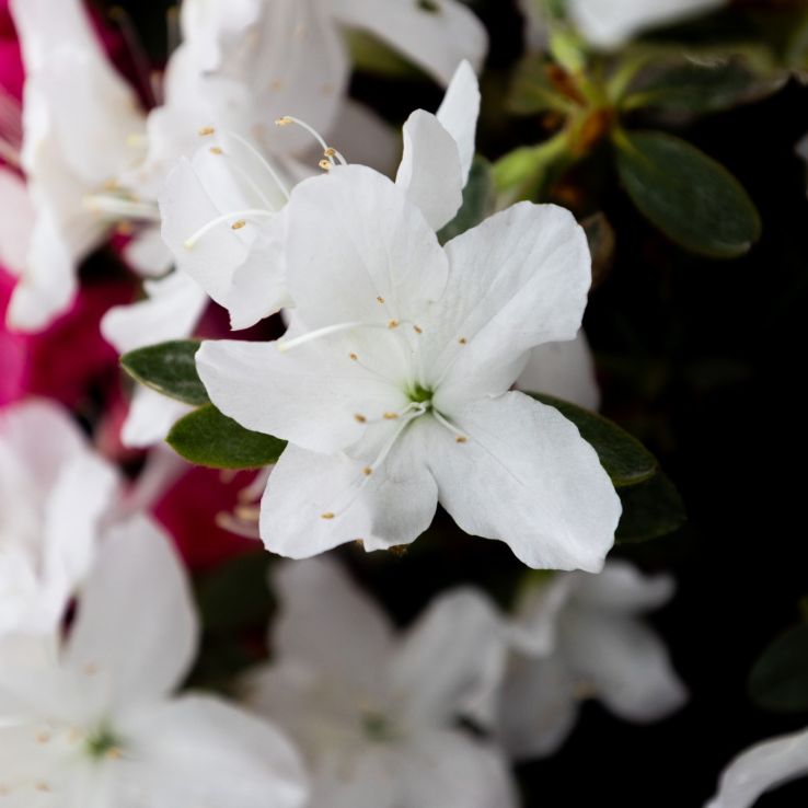 Rainbow Azalea japonica Collection - Evergreen Japanese Azaleas