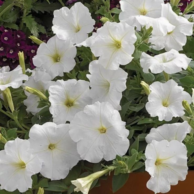 Petunia Ramblin White main product photo