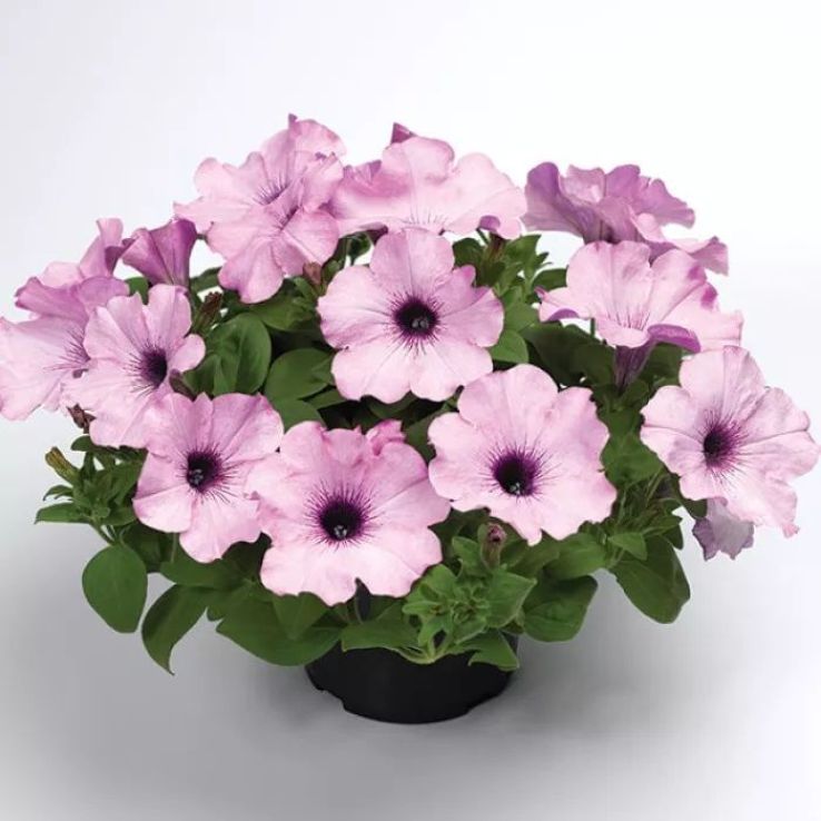 Petunia Ramblin Amethyst main product photo