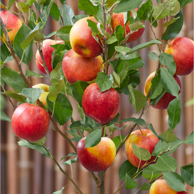 Apple Tree - Braeburn (MM106) main product photo