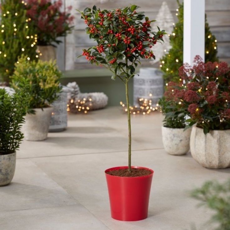 Medium Red Plastic Plant Cover Pot - 12.5cm diameter main product photo