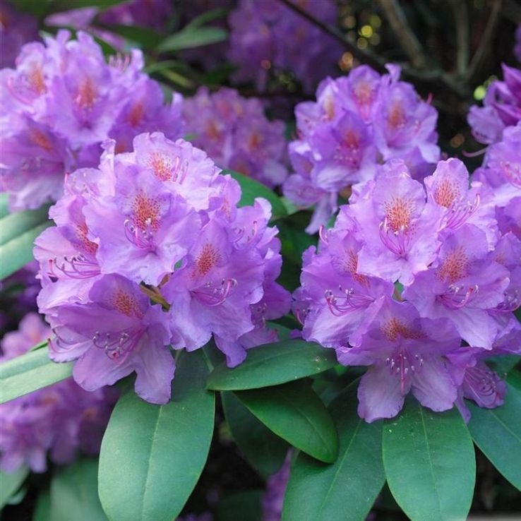 Rhododendron Catawbiense Grandiflorum LARGE Specimen main product photo