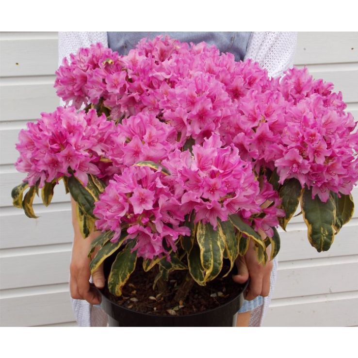 Rhododendron Golden Green Gift