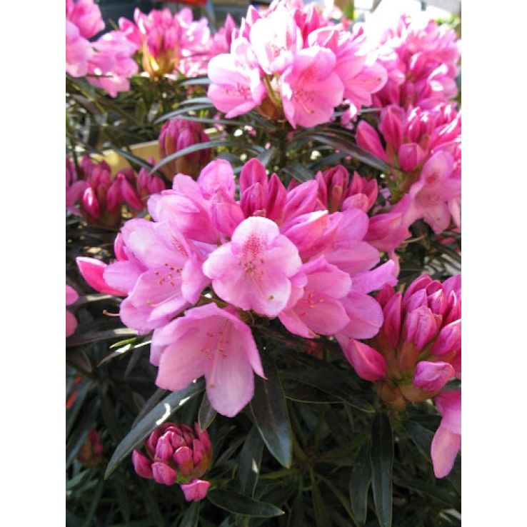 thuja c 200 globuli wofür Pflüger Thuja D6 Globuli Thuja occidentalis D6 Streukügelchen 10 g main image 0