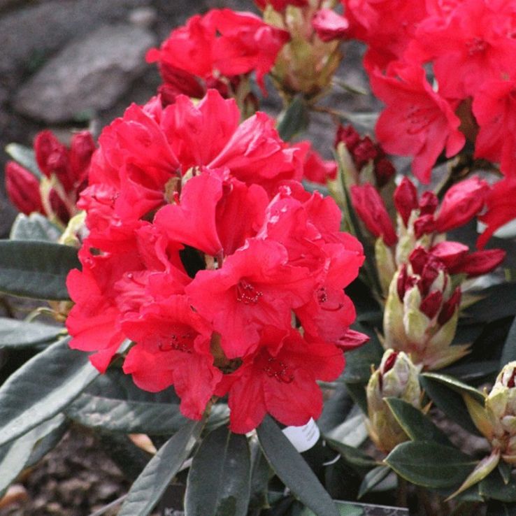 Rhododendron Matador