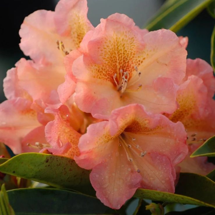 Rhododendron hybrid 'Olga'