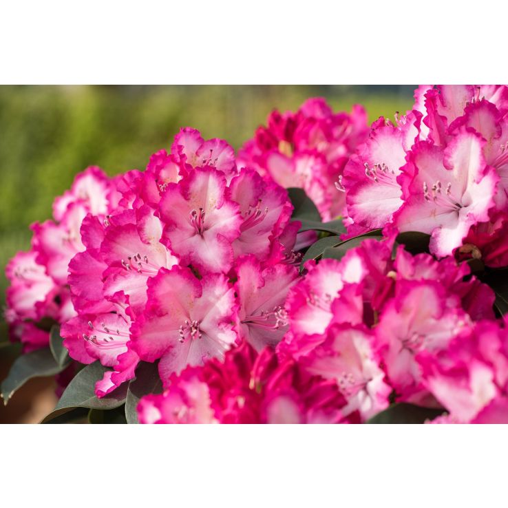 rhododendron rosata Roseum Pink Rhododendron | 3 Gallon main image 1