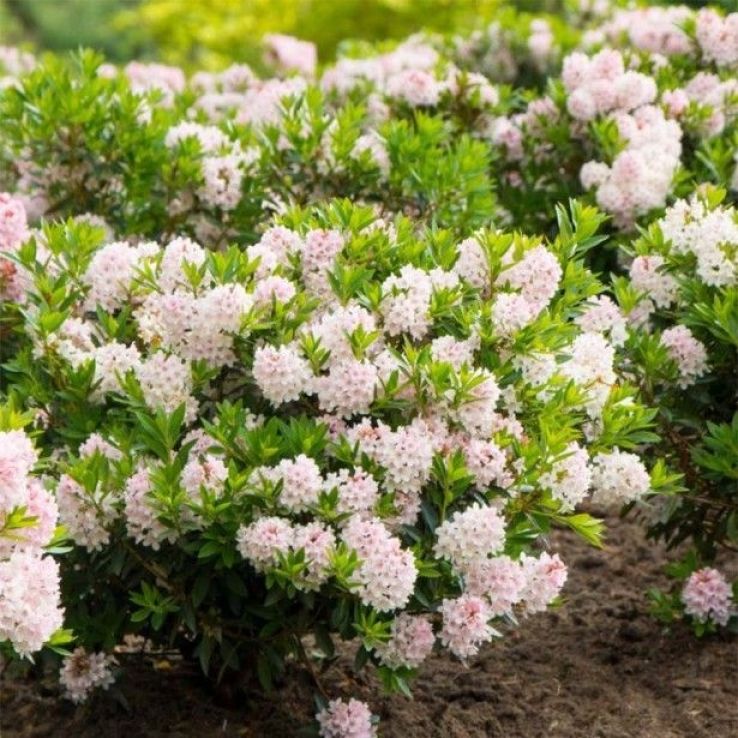 rhododendron macabeanum Rhododendron macabeanum WHITE RHODODENDRON – Ferri Seeds