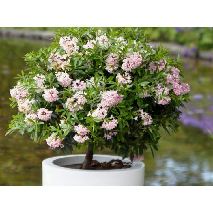 Rhododendron migranthum inkarho 'Bloombux'