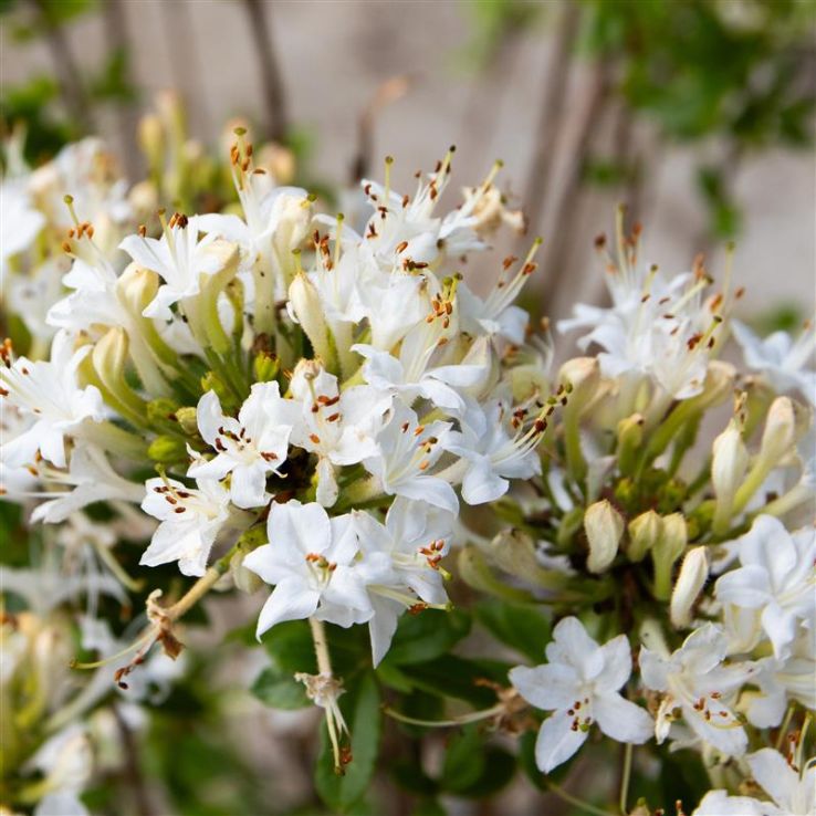 Azalea mollis Viscosa - Knaphill Rhododendron main product photo