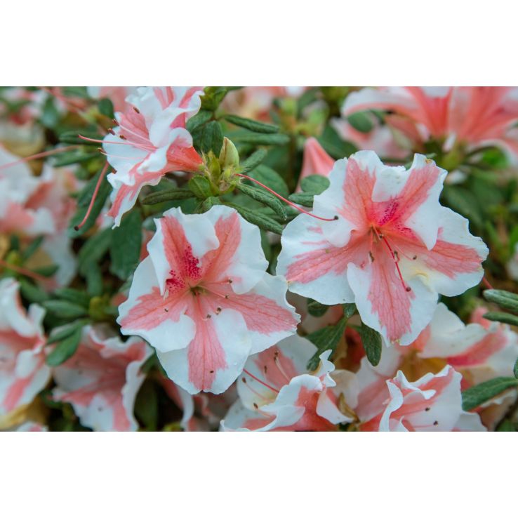 Azalea Rhododendron Encore 'Starburst'