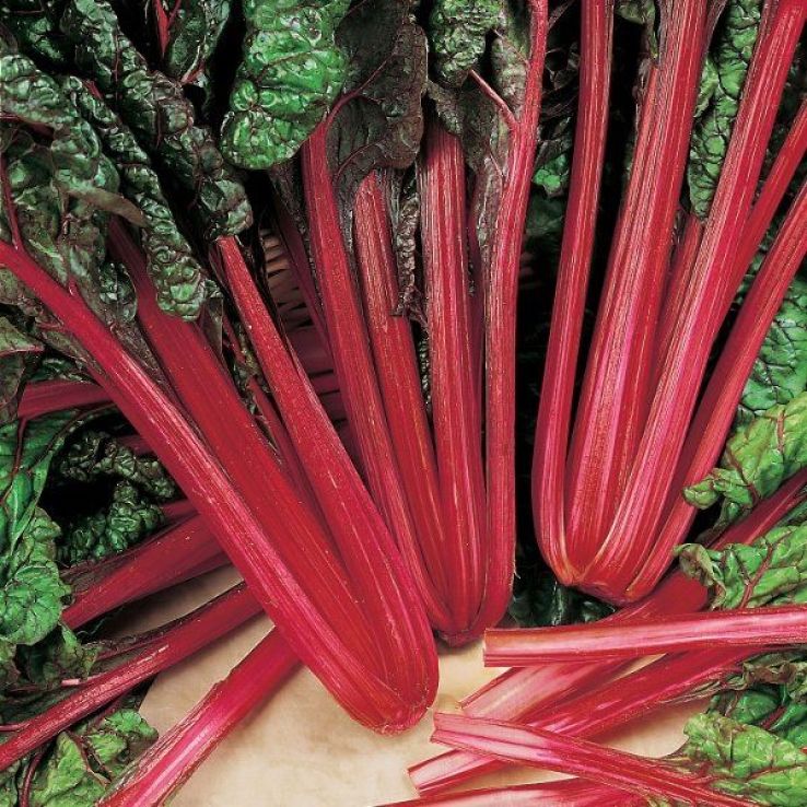 Beet Plant - Leaf Rhubarb Chard main product photo