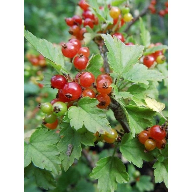 Ribes alpinum 'Schmidt' - Alpine Currant main product photo