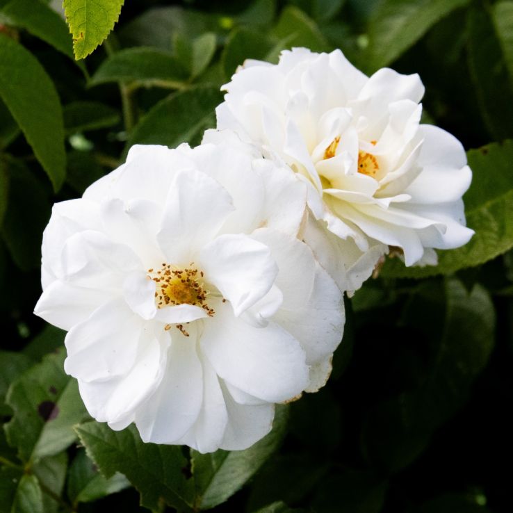 Rambling Rose St Francis