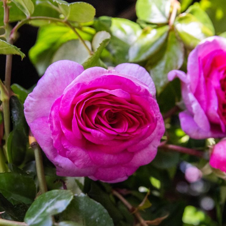 Rosa 'Oceana' - Hybrid Tea Rose main product photo