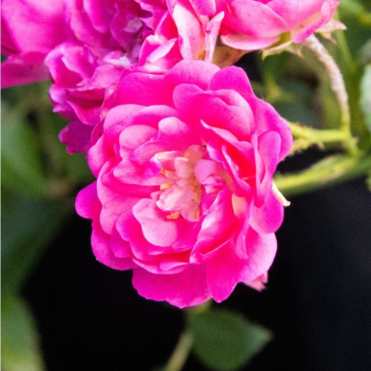 Rose 'Lovely Fairy' - Patio Rose main product photo