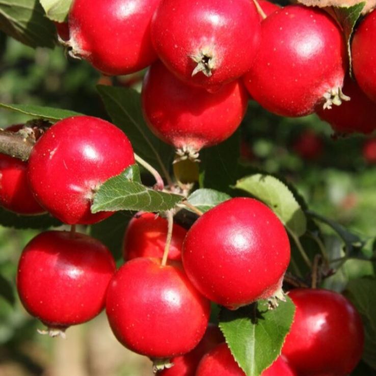 Crabapple Tree - Malus Rosehip - Circa 5ft main product photo