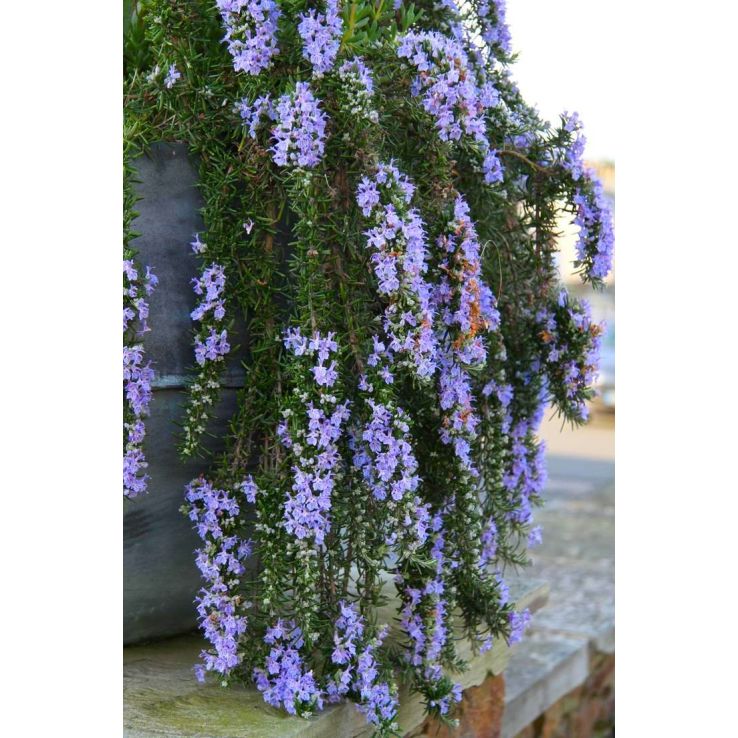 Rosmarinus officinalis Prostratus - Large Trailing Rosemary