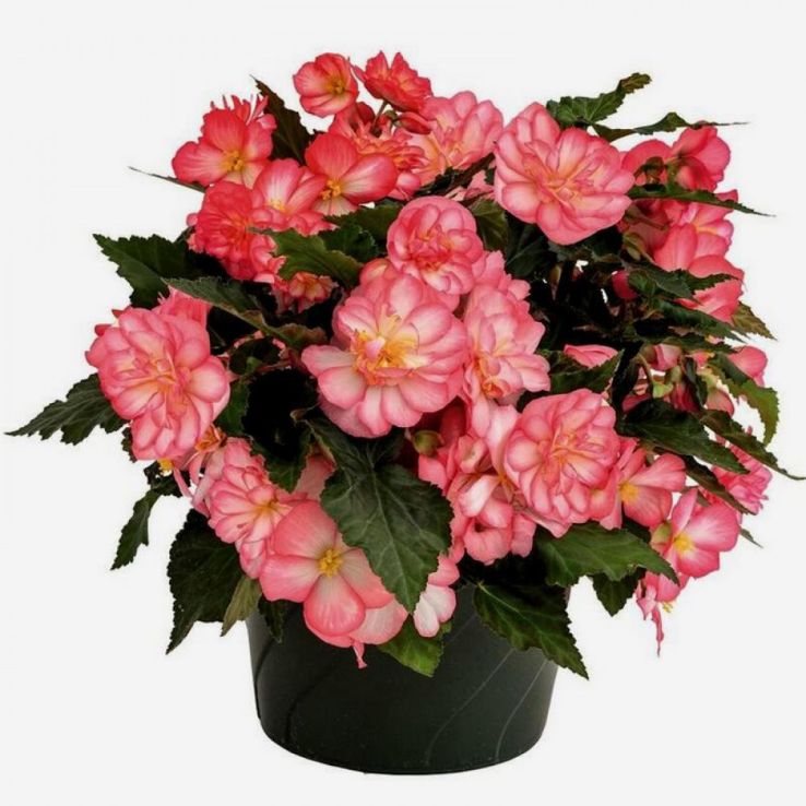 Begonia Non Stop Joy Rose Picotee main product photo