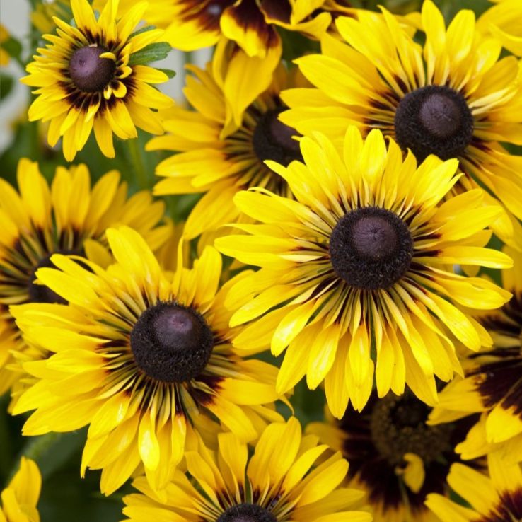Rudbeckia Hirta 'Sputnik' main product photo