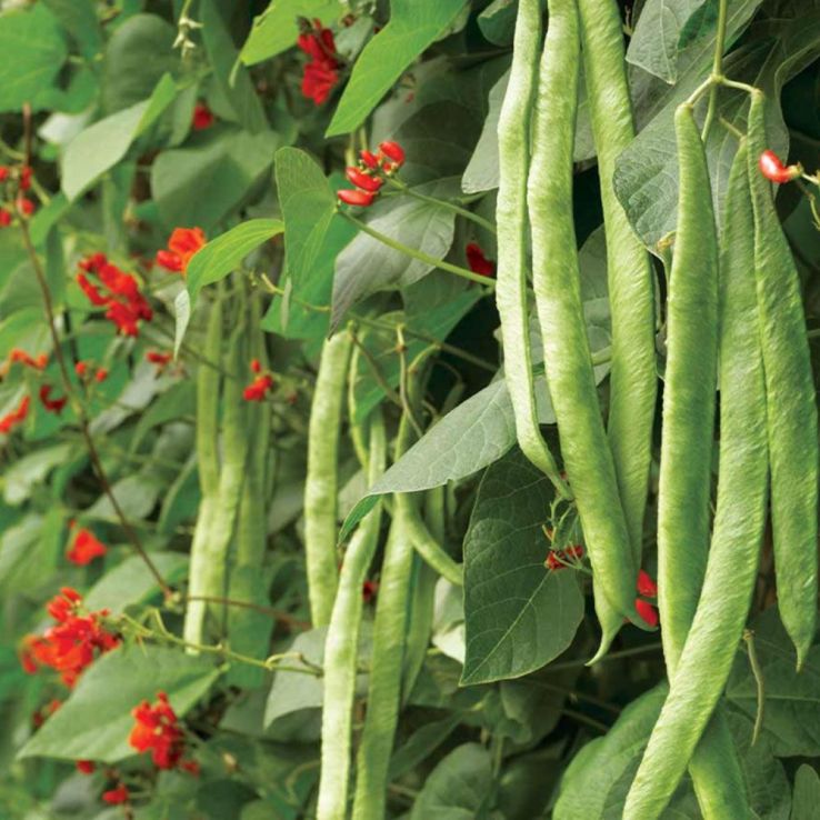 Runner Bean Polestar main product photo