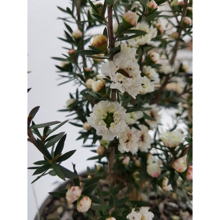 Leptospermum Scoparium Snow Flurry main product photo