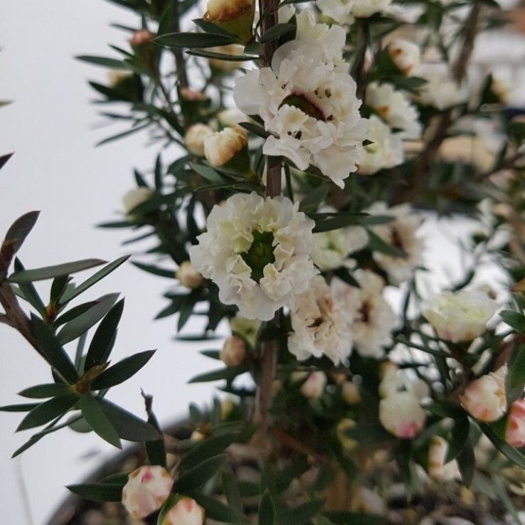 Leptospermum Scoparium Snow Flurry main product photo