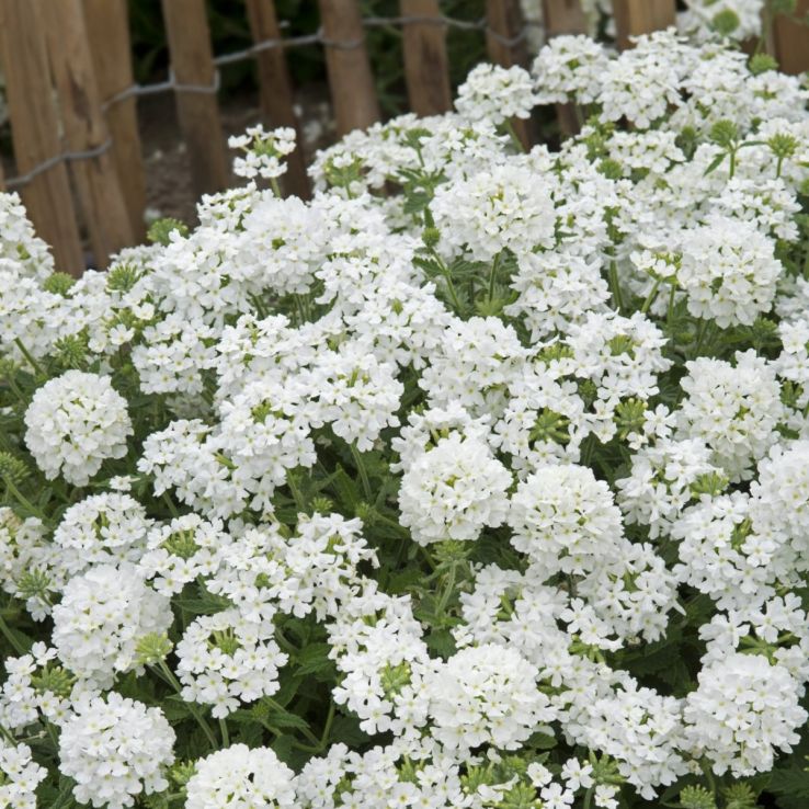 Verbena hybrida Scentsation White main product photo