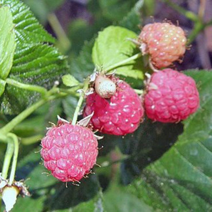 Rubus 'Betty Ashburner' - Ornamental Bramble main product photo