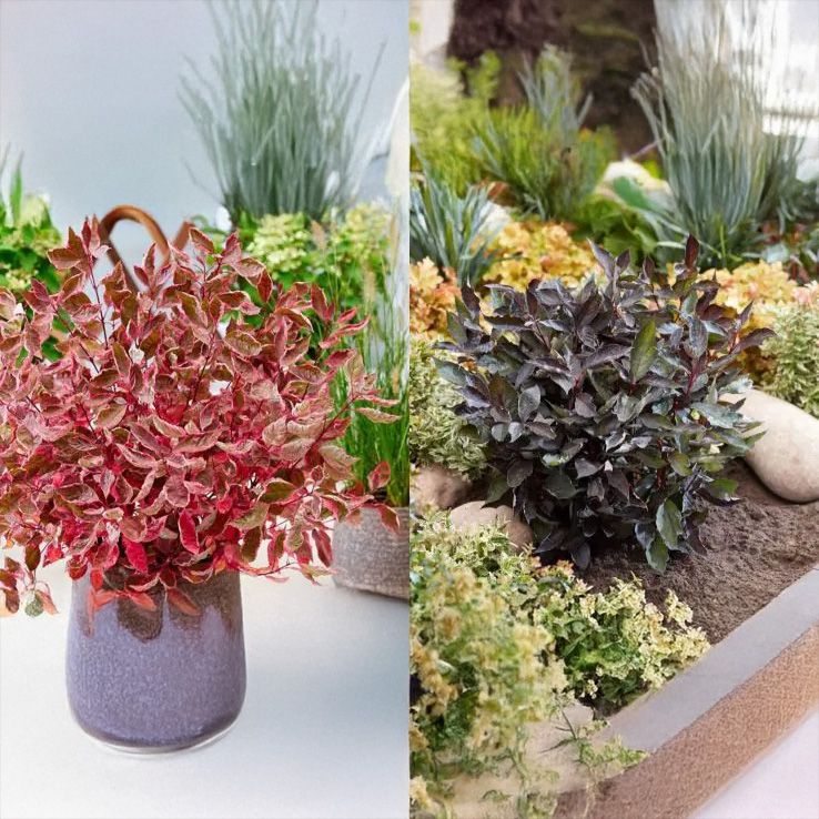Cornus Duo Collection - Winter Dogwood Collection main product photo