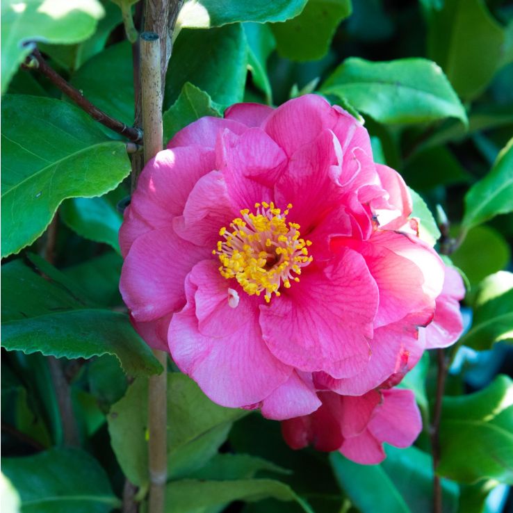 Camellia japonica Dr King - Semi-Double Red Camellia