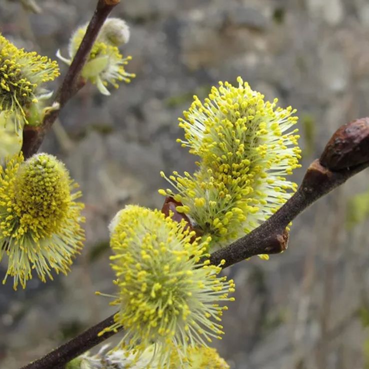 Salix aurita - Eared Willow main product photo