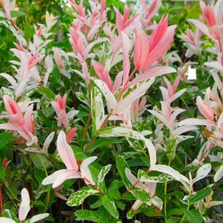 Salix integra Flamingo - Dappled Willow - Hakuro Nishiki - LARGE 'Flamingo Tree' Shrub main product photo
