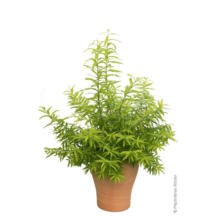 Salix udensis Golden Sunshine - Gold Leaf Willow