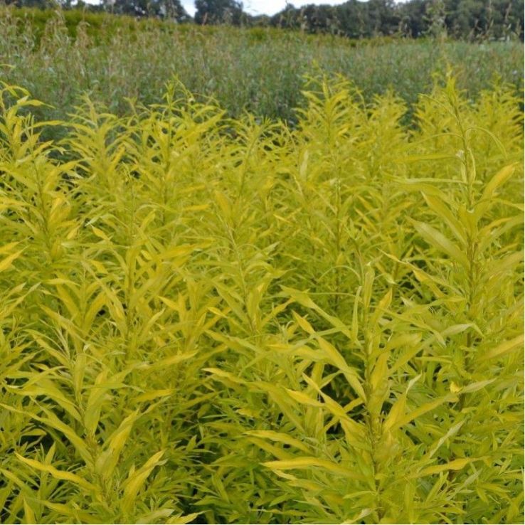 16　Sunshine leaves Salix udensis Golden Sunshine